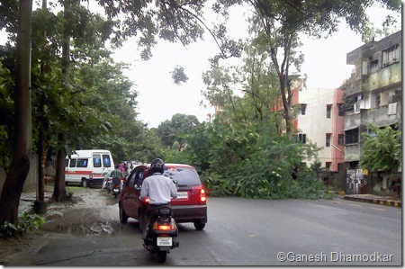 A tree fallen down due to heavy rain on my way to office.